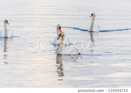 Graceful white Swans swimming in the lake, swans in the wild Graceful white Swans swimming in the lake, swans in the wild 119504733