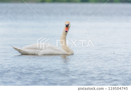 Graceful white Swan swimming in the lake, swans in the wild. Portrait of a white swan swimming on a lake. 119504745
