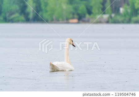 Graceful white Swan swimming in the lake, swans in the wild. Portrait of a white swan swimming on a lake. 119504746