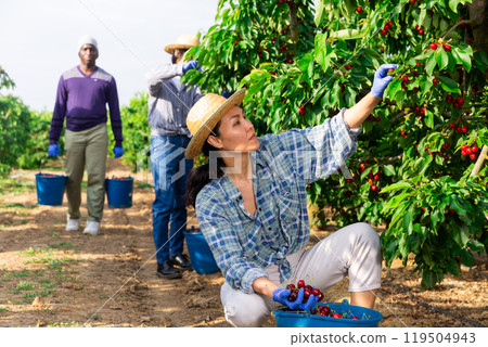 Asian female worker picking cherries in the farm garden Asian female worker picking cherries in the farm garden 119504943