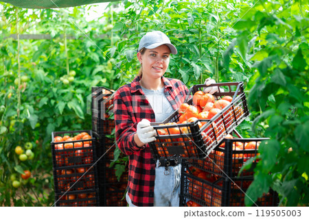 Woman farmer with tomato harvest in greenhouse Woman farmer with tomato harvest in greenhouse 119505003