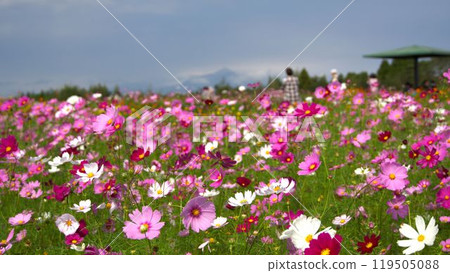 Cosmos at the Miyakonojo South Community Square in Miyakonojo City, Miyazaki Prefecture 119505088