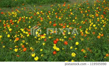 Cosmos at the Southern Community Square in Miyakonojo City, Miyazaki Prefecture 119505090