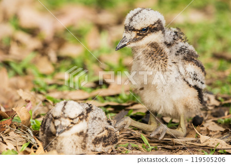 Bush stone-curlew chicks 119505206