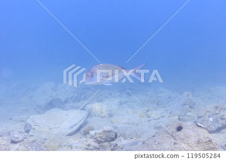 Sea creatures that live in Mutsu Bay: red sea bream, sea urchins 119505284
