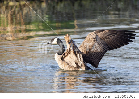 A Graceful Goose is Spreading Its Wings in the Serene Waters of a Calm Tranquil Lake A Graceful Goose is Spreading Its Wings in the Serene Waters of a Calm Tranquil Lake 119505303