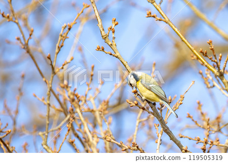 A Colorful Bird Perched Gracefully on Branches Embraced by the Beauty of Springtime 119505319