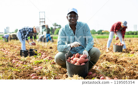 Man farmer harvesting potato on farm field 119505354