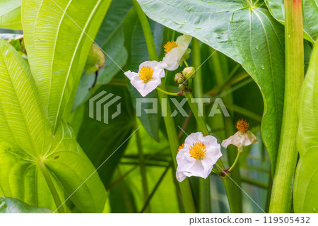 Closeup beautiful white flowers of Arrowhead or Sagittaria montevidensis flower (Sagittaria Sagittifolia) 119505432