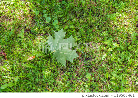The colors of autumn. Green maple leaf fell on the green grass. The colors of autumn. Green maple leaf fell on the green grass. 119505461