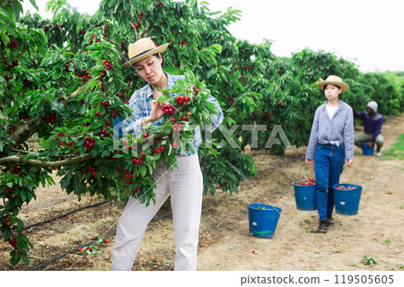 Two woman and one man are harvesting cherries 119505605