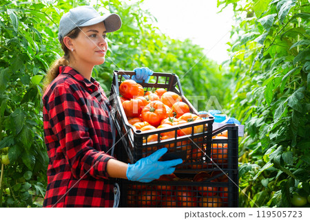 Young female farmer arranging boxes with harvested tomatoes in hothouse Young female farmer arranging boxes with harvested tomatoes in hothouse 119505723