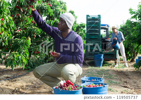 African farmer picking cherries in fruit garden African farmer picking cherries in fruit garden 119505737