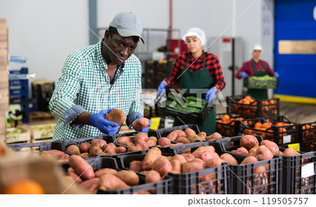 Man sorting potatoes in vegetable factory warehouse Man sorting potatoes in vegetable factory warehouse 119505757