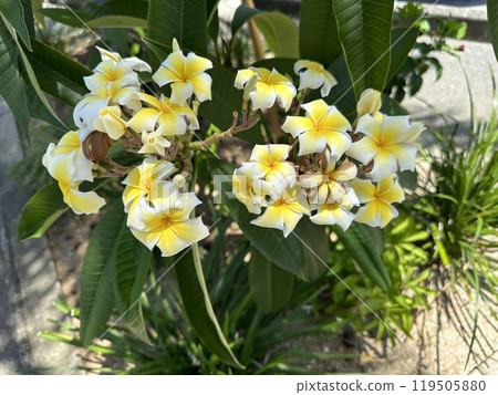 熱帶植物園裡盛開的黃色花朵 119505880
