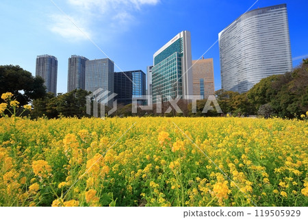 [東京]濱離宮恩賜庭園的晴天油菜花、梅林、汐留摩天大樓 119505929