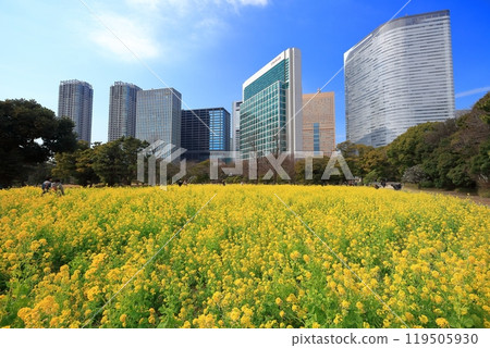 [東京]濱離宮恩賜庭園的晴天油菜花、梅林、汐留摩天大樓 119505930