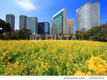 [東京]濱離宮恩賜庭園的晴天油菜花、梅林、汐留摩天大樓 119505931