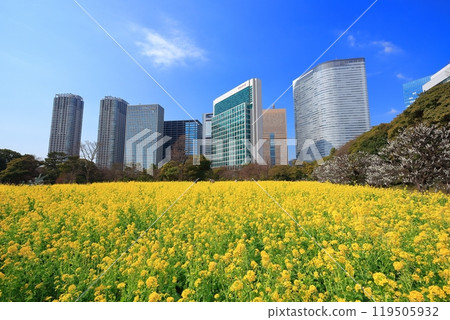 [東京]濱離宮恩賜庭園的晴天油菜花、梅林、汐留摩天大樓 119505932