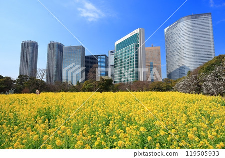 [東京]濱離宮恩賜庭園的晴天油菜花、梅林、汐留摩天大樓 119505933