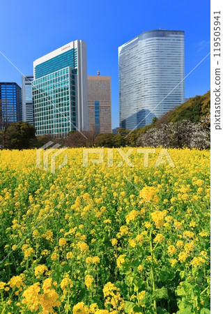 [Tokyo] The rapeseed fields, plum groves and Shiodome skyscrapers of Hama-rikyu Gardens on a sunny day 119505941