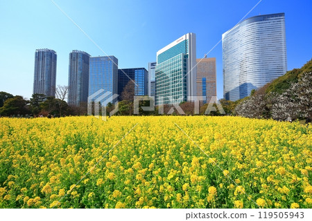 [Tokyo] The rapeseed fields, plum groves and Shiodome skyscrapers of Hama-rikyu Gardens on a sunny day 119505943