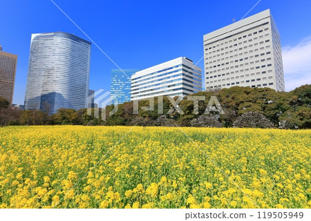 [Tokyo] The rapeseed fields, plum groves and Shiodome skyscrapers of Hama-rikyu Gardens on a sunny day 119505949