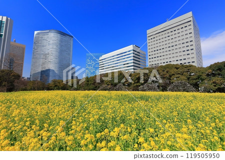 [Tokyo] The rapeseed fields, plum groves and Shiodome skyscrapers of Hama-rikyu Gardens on a sunny day 119505950