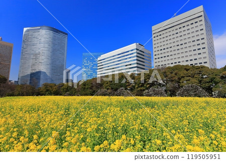 [Tokyo] The rapeseed fields, plum groves and Shiodome skyscrapers of Hama-rikyu Gardens on a sunny day 119505951