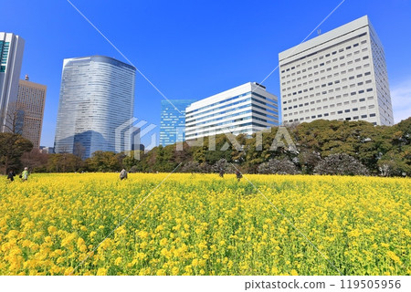 [Tokyo] The rapeseed fields, plum groves and Shiodome skyscrapers of Hama-rikyu Gardens on a sunny day 119505956