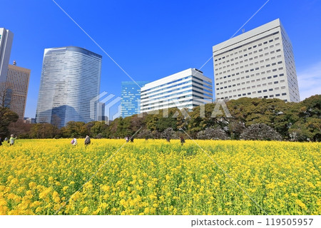 [Tokyo] The rapeseed fields, plum groves and Shiodome skyscrapers of Hama-rikyu Gardens on a sunny day 119505957