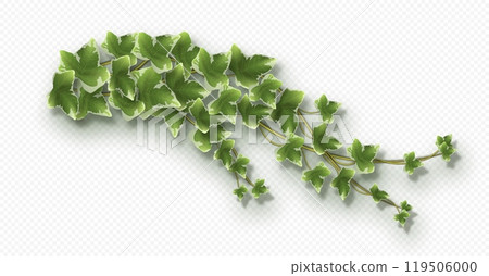 Ivy vine with lush green leaves. Hedera trailing branch 119506000