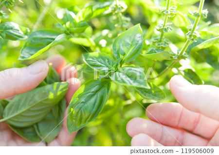 收穫羅勒 收穫羅勒 119506009