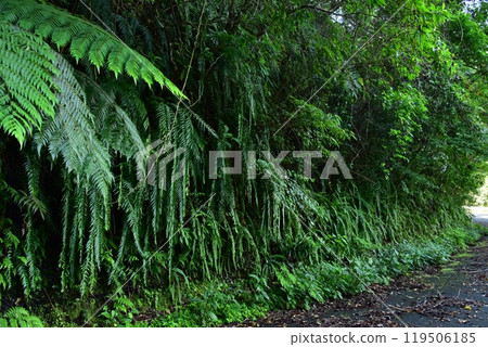 Fern forest path 119506185