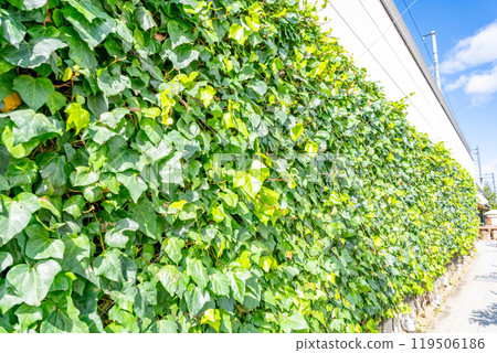 Wall greening: Hedera canariensis 119506186