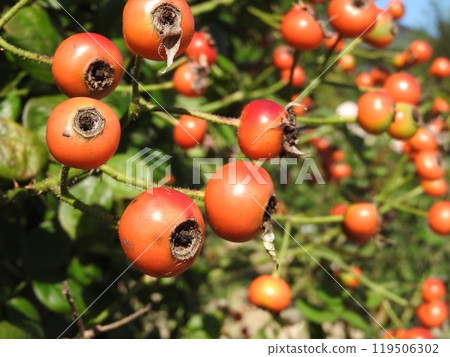 Rose Fruit 119506302