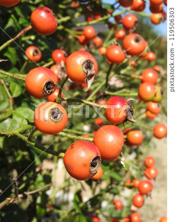 Rose Fruit 119506303