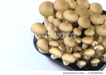 新鮮的姬菇 (Hypsizygus marmoreus) 新鮮的姬菇 (Hypsizygus marmoreus) 119506441