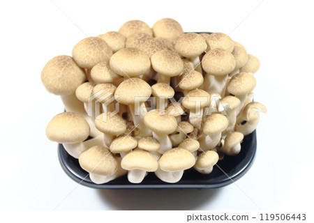 姬菇 (Hypsizygus marmoreus) 是日本料理中必備的菇類。 姬菇 (Hypsizygus marmoreus) 是日本料理中必備的菇類。 119506443