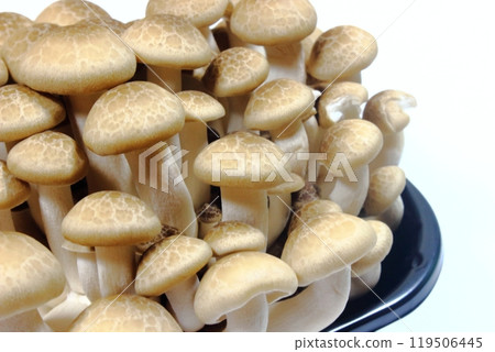 A classic mushroom dish! Shimeji (Hypsizygus marmoreus) A classic mushroom dish! Shimeji (Hypsizygus marmoreus) 119506445