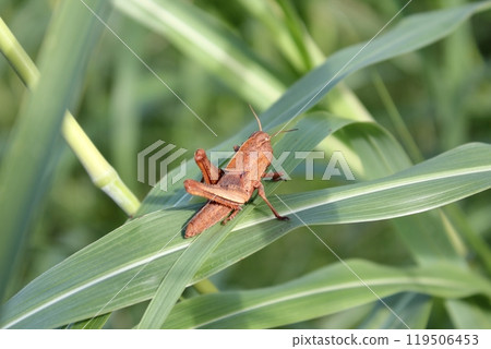 Larva of Tonosama beatta 119506453