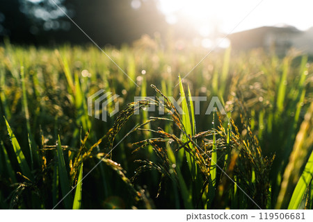 Rice plants with morning light behind forest bokeh 119506681