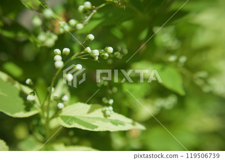 The Himekutsuki tree signals the arrival of early summer. Its leaves are variegated. Its flower language is "secret," "secret love," and "the arrival of summer." The Himekutsuki tree signals the arrival of early summer. Its leaves are variegated. Its flower language is "secret," "secret love," and "the arrival of summer." 119506739