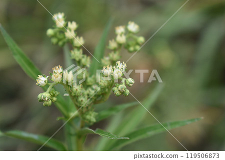 Taconas flower Taconas flower 119506873