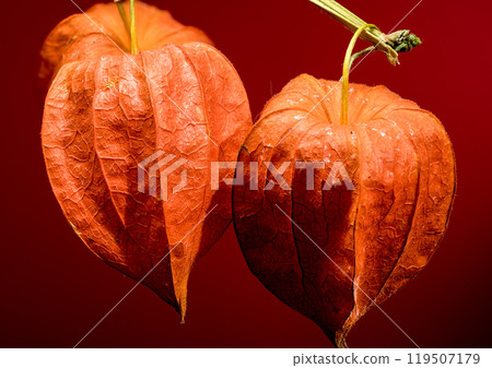 Physalis on a red background 119507179