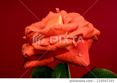 Blooming red tea rose on a red background 119507183