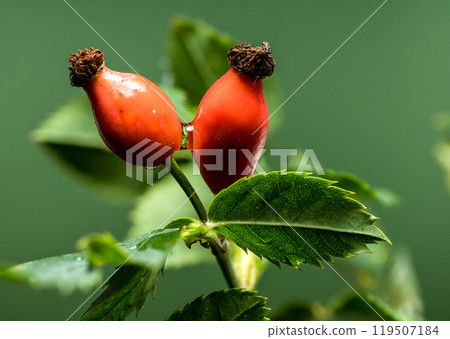 Red rose hip on a green background 119507184