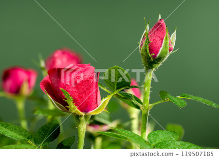 Blooming rose kiss kordana on a green background 119507185
