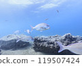 Sea creatures that live in Mutsu Bay: red sea bream, sea cucumber, sea urchin 119507424