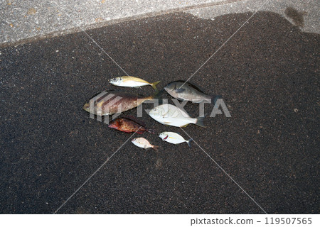 堤防釣魚結果竹莢魚、兔魚、石斑魚、灰鯛魚、紅鯛魚、鍍竹莢魚 堤防釣魚結果竹莢魚、兔魚、石斑魚、灰鯛魚、紅鯛魚、鍍竹莢魚 119507565
